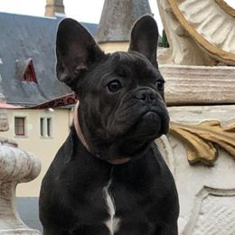Edith - French Bulldog