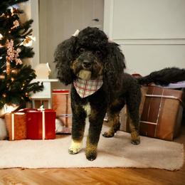 Jet - Goldendoodle