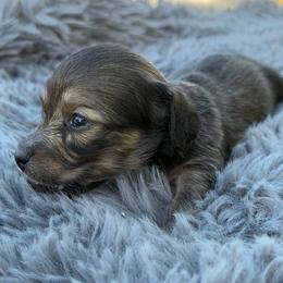 Gravy - Cream male Dachshund puppy in Sebring, Florida from Mini Weenies
