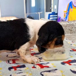 Bella - Black brown and white female Basset Hound puppy in Mack's Creek, Missouri from Mack's Creek Basset Hounds