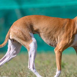Italian Greyhounds from Stone Desert Italian Greyhounds