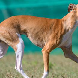 Italian Greyhounds from Stone Desert Italian Greyhounds