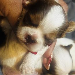 Carter - Chocolate, tan and white male Yorkshire Terrier puppy in Detroit, Michigan from Heaven Sent Yorkies