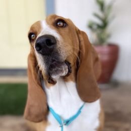 Basset Hounds, French Bulldogs, and Labrador Retrievers from In The Zone Dog Training and Breeding