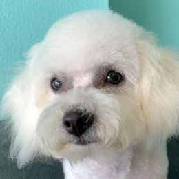 Shirley - Bichon Frise