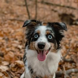 Miniature American Shepherd and Toy Australian Shepherd All Grown Up from Riverstone Aussies