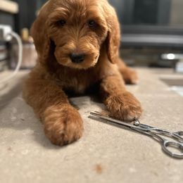 “Rio” - Goldendoodle puppy from Valentine Kennels