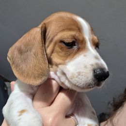 Serius - Piebald male Dachshund puppy in Declo, Idaho from Dozendachs