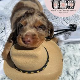 Dolly - Dapple female Dachshund puppy in Mt. Sterling, Kentucky from Decadent Doxies of KY