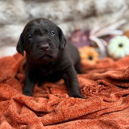 Drake - Chocolate male Labrador Retriever puppy in Sweet Home, Oregon from Knotty Creek Labradors