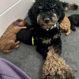 Jireh - Poodle
