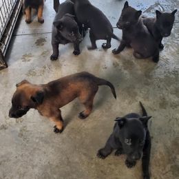 Belgian Malinois and German Shepherd Puppies from True Grit Kennels