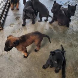 Belgian Malinois and German Shepherd Puppies from True Grit Kennels