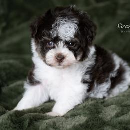 Jack-Be-Little - Brown male Schnoodle puppy in Grove, Oklahoma from Grand Lake Poodles & Doodles