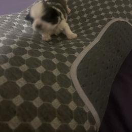 Shih Tzu Puppies from Added family