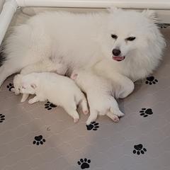 American Eskimo Dog Puppies from Diamond Storm Eskies