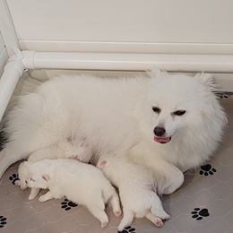 American Eskimo Dog Puppies from Diamond Storm Eskies