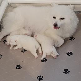 American Eskimo Dog Puppies from Diamond Storm Eskies