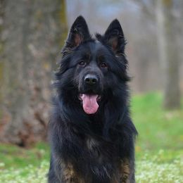 Kjuti - German Shepherd