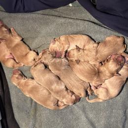Girl 3 - female Golden Retriever puppy in Ephrata, Pennsylvania from Goldens Retreat