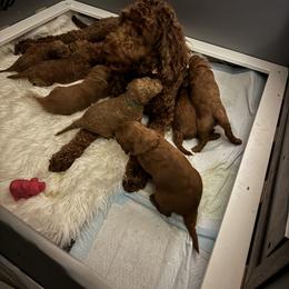 Girl 4 - Caramel red female Labradoodle puppy in Tyler, Texas from LaRue's Labradoodles