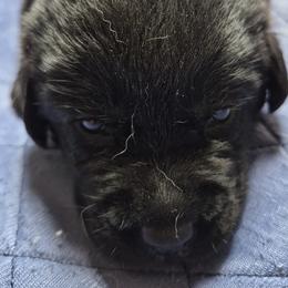Acadia Gray collar - Black male Labrador Retriever puppy in Greenwich, Ohio from Pure Gem Kennel