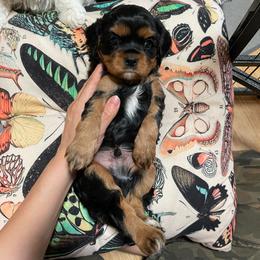 Romeo white - Black and tan male Cavalier King Charles Spaniel puppy in Phoenix, Arizona from Larisa's Cavaliers