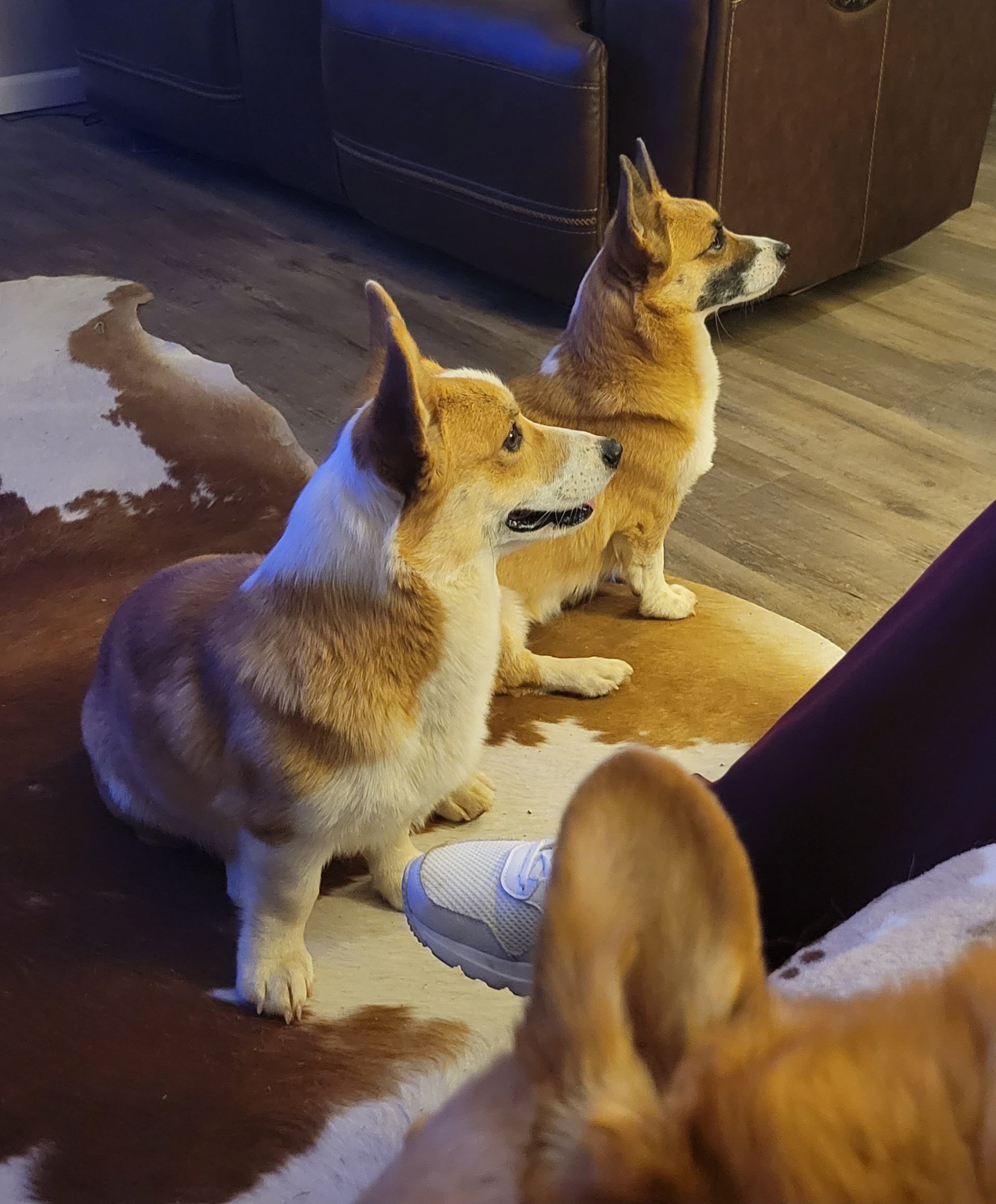 Kiwi - Pembroke Welsh Corgi