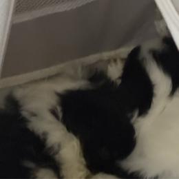 Girl - Black tan and white female Japanese Chin puppy in Connecticut from Lissette's pups chins and bullies