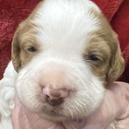 Layla girl 1 - White and orange female Brittany puppy in Floyd Knobs, Indiana from Cross Creek Brittanys