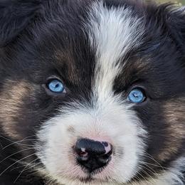 Boy 2 - Black tri-color Australian Shepherd puppy in Touchet, Washington from Frog Hollow Aussies