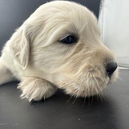 Maisie - Light golden female Golden Retriever puppy in Marshfield, Missouri from Charm Puppies
