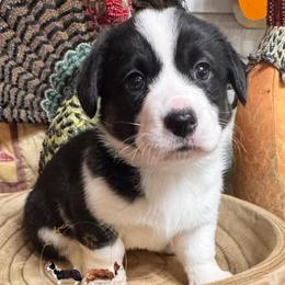 Daphne with slight mismark - Black and white female Cardigan Welsh Corgi puppy in Casper, Wyoming from Flying Note Shorties