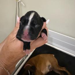 Puppy 3 - Brindle male Boxer puppy in Jamesville, New York from Reynolds Homestead Boxers