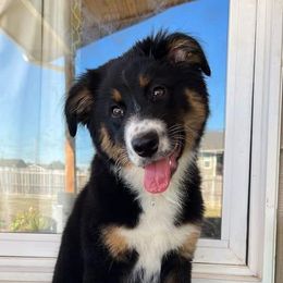 Australian Shepherds from Rushing Ranch Australian Shepherds