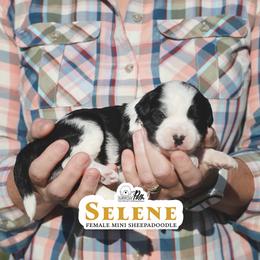Selene - Black and white female Sheepadoodle puppy in Cleveland, Tennessee from Narrow Path Old English & Sheepadoodles