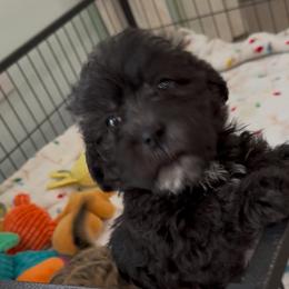 Austin - Black male Shihpoo puppy in Colonial Beach, Virginia from BeachRidge Pups