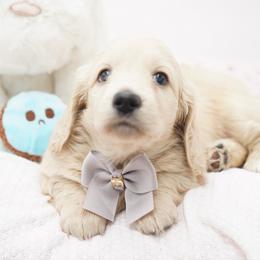 Mark McSteamy - Cream male Dachshund puppy in Big Rapids, Michigan from 30 Acre Woods Dachshunds