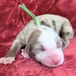 Chip - Red merle male Australian Shepherd puppy in San Marcos, California from Faith Family Freedom Farm