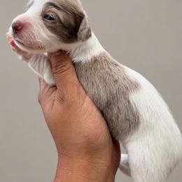 Twix - Dapple female Dachshund puppy in Jarales, New Mexico from Poker Paws Dachshunds
