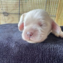 Finn - Cream male Cocker Spaniel puppy in Lake, Mississippi from MGs Cockers