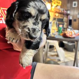 Duckie - Dapple female Dachshund puppy in Chelsea, Oklahoma from Renee's Dachshund's