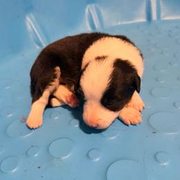Blossom - Black and white female Border Collie puppy in Lebanon, Oregon from Cahill’s Canines