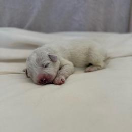Purple Collar - White female Great Pyrenees puppy in Tehachapi, California from Country Oaks Farm