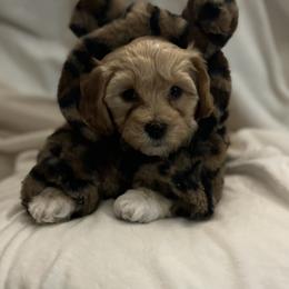 Havanese and Havapoo Puppies from Havanese With Love Breeding Co.