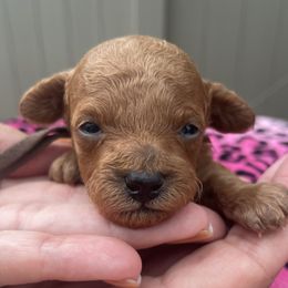 Poodle Puppies from Henn’s Toy Poodles