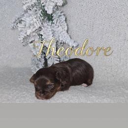 Theodore - Chocolate and tan male Yorkshire Terrier puppy in Jacksonville, Florida from Ja'Dor Yorkies