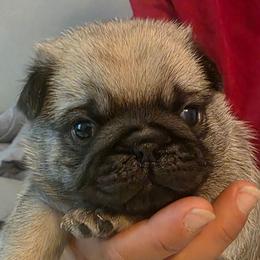 Grey Collar Boy - Fawn male Pug puppy in New Braunfels, Texas from Kex Pug Haus
