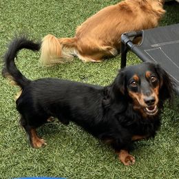 Tiny - Dachshund
