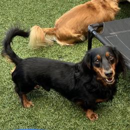 Tiny - Dachshund